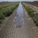 What drought can do to some crops.